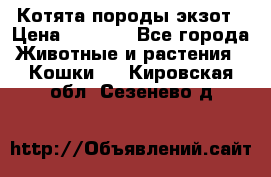 Котята породы экзот › Цена ­ 7 000 - Все города Животные и растения » Кошки   . Кировская обл.,Сезенево д.